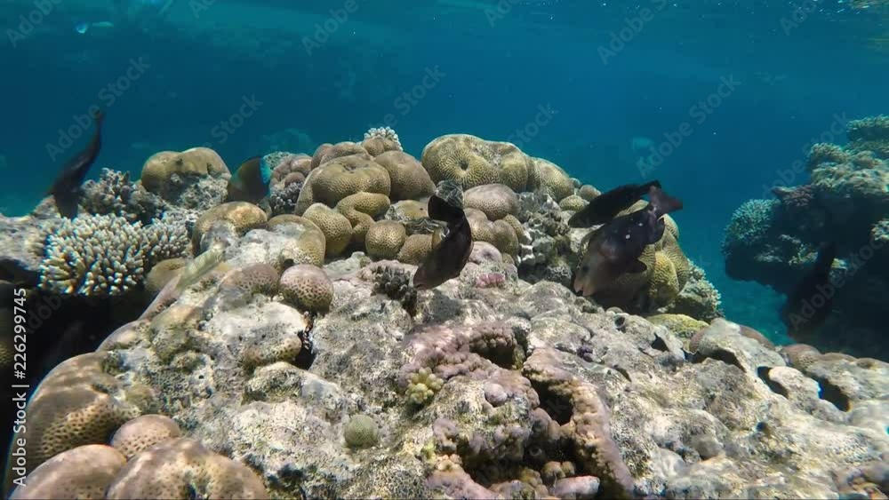 Amazingly beautiful coral reef with a plenty of fish Amazingly beautiful coral reef with a plenty of fish