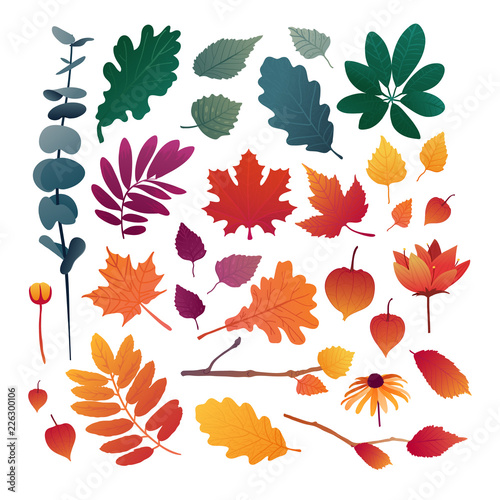 Set of autumn leaves. Design elements of red color for the autumn season. Silhouettes of maple leaf, oak leaf, sea buckthorn and physalis. Organically natural branches and plants. Vector.