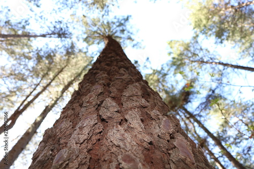 Perspective d'un tronc de pin
