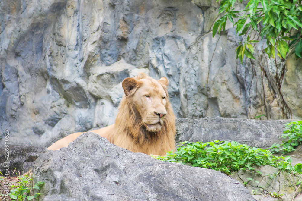 Naklejka premium Male lion laying on the floor , rock wall patterns background