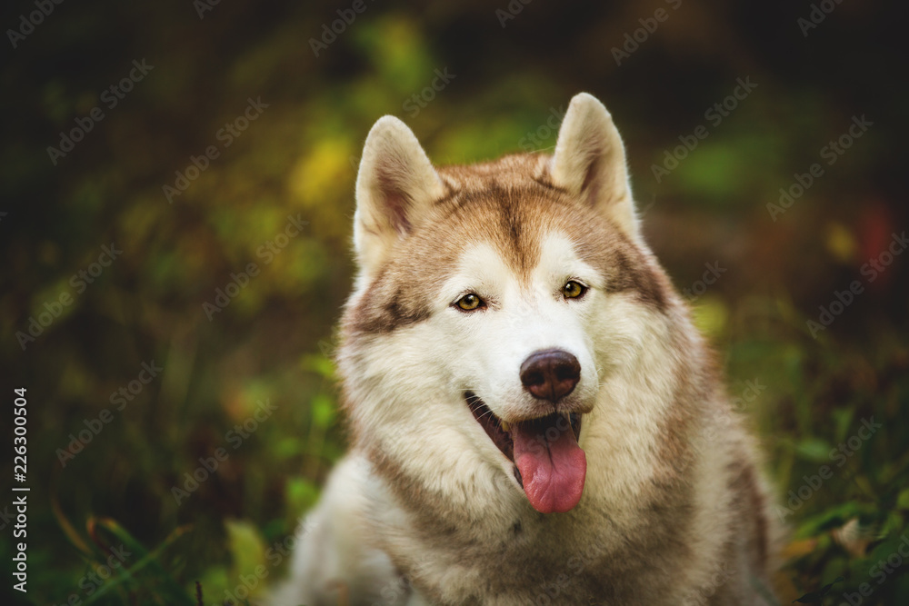 Close-up Portrait of gorgeous Beige and white dog breed Siberian Husky lying in fall in the bright forest background.