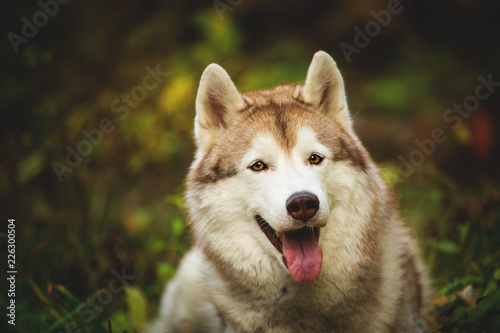 Close-up Portrait of gorgeous Beige and white dog breed Siberian Husky lying in fall in the bright forest background. © Anastasiia