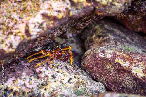 Hairy leg mountain crab  Phi Phi Leh islands  Andaman sea  Krabi