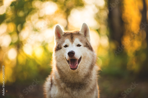 Close-up Portrait of happy Beige and white dog breed Siberian Husky sitting in autumn on a bright forest background.