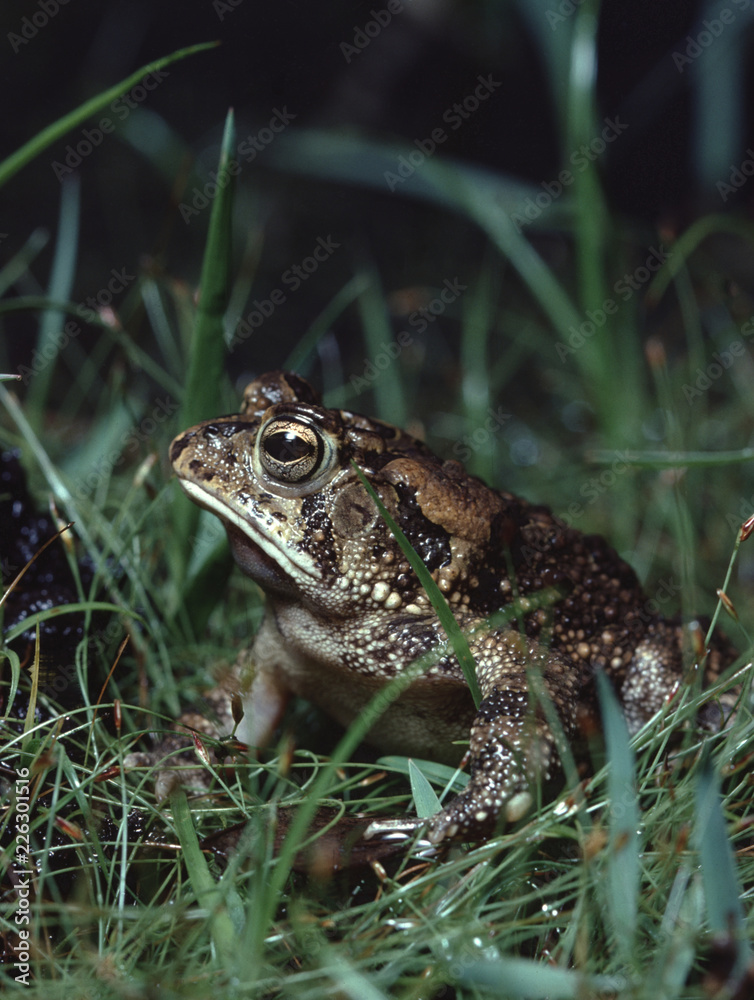Fototapeta premium Southern Toad (Anaxyrus Terrestris)