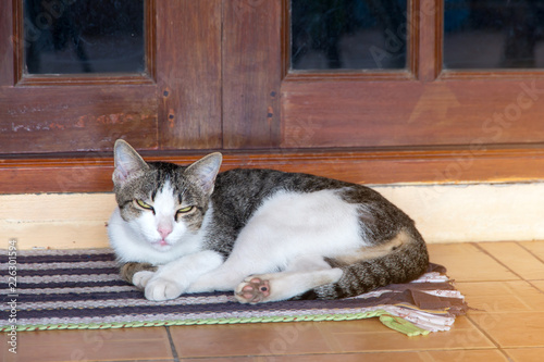 The cat relaxing on floor,brown cat and white cat