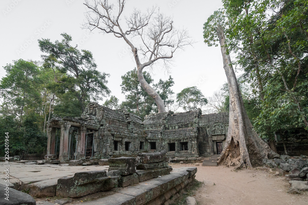 Fototapeta premium Tempel in Ta Prohm mit Wurzeln 