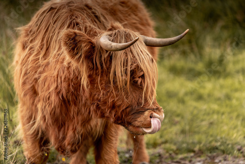 Highland Cattle