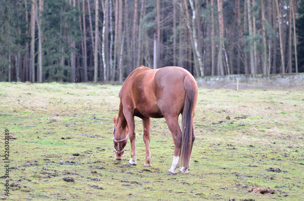 Brown horse eating grass on the field in winter