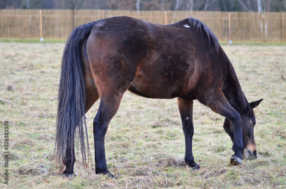 Brown horse eating grass