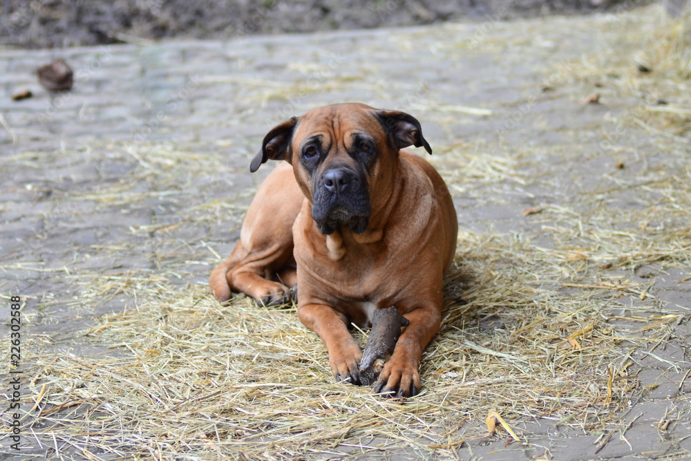 Bull Mastiff dog outdoor portrait lying down in hay Bull Mastiff dog outdoor portrait lying down in hay