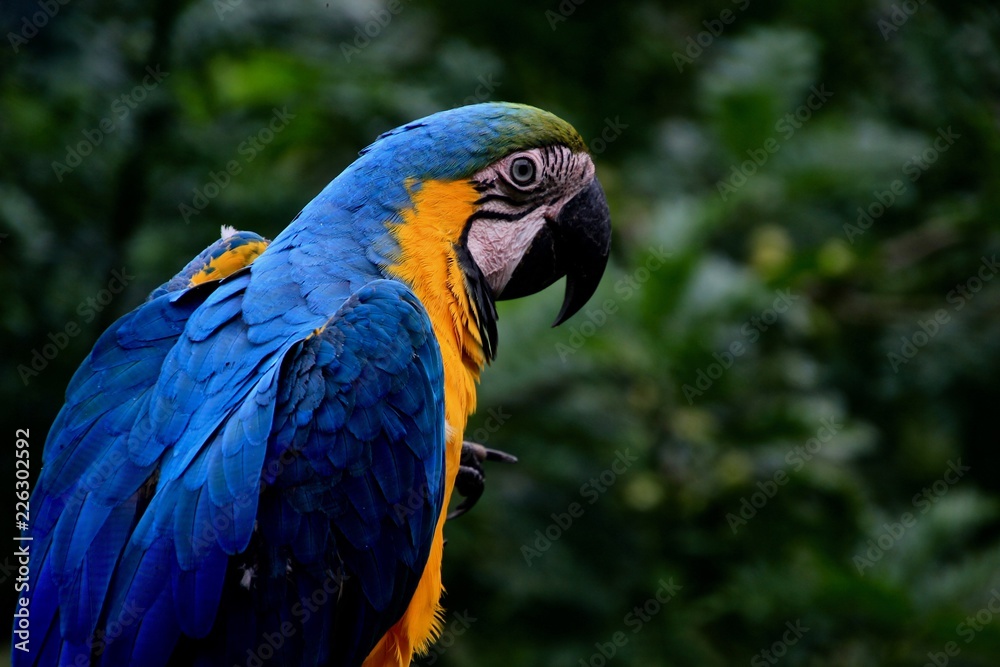 Fototapeta premium Peru Jungle