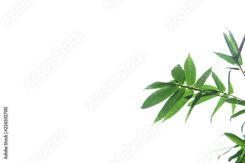 green bamboo leaf   green tropical foliage texture isolated on white background of file with Clipping Path .