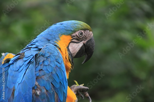 Peru Jungle