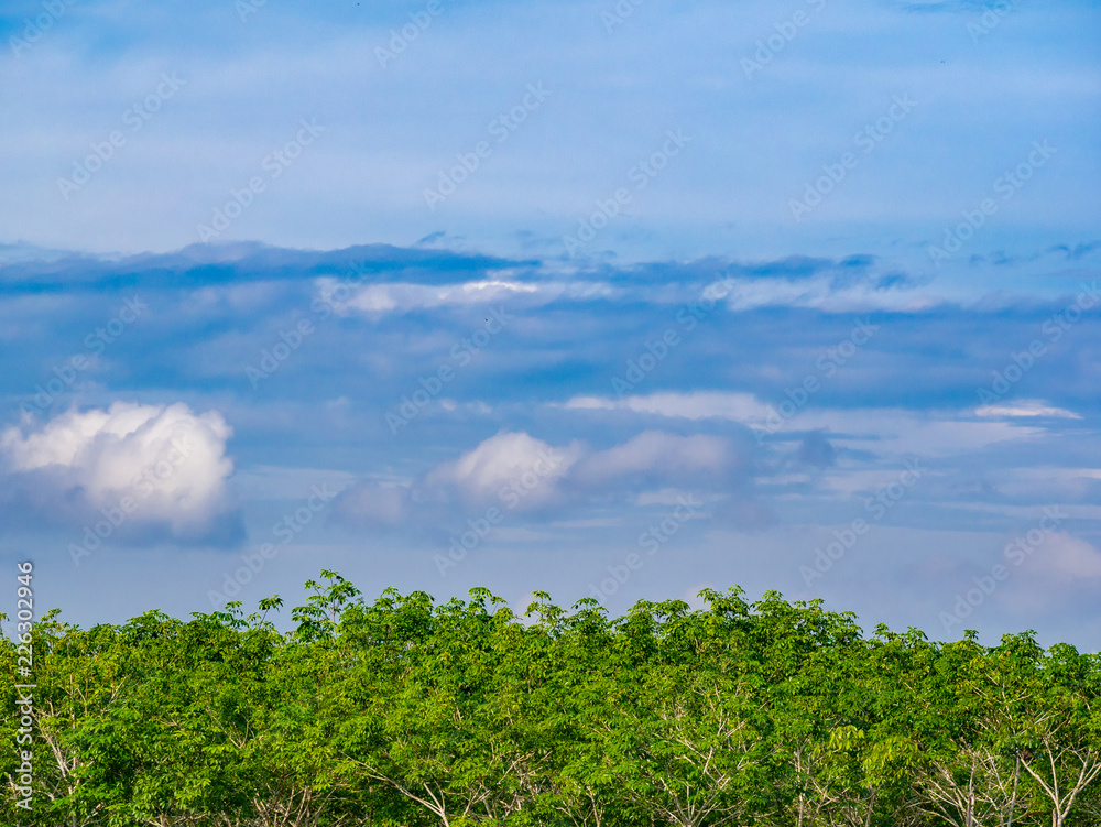 Obraz premium Blue sky with cloud over green leaf of rubber tree