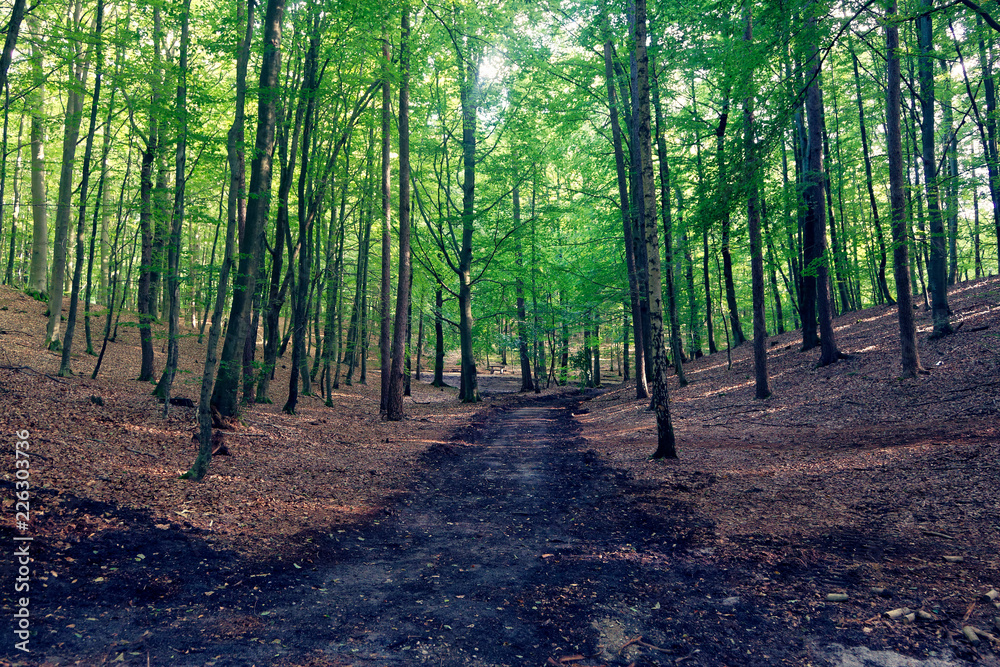 View of the path in the forest View of the path in the forest