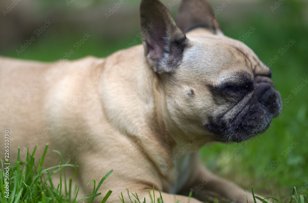 Close up portrait of a French Bulldog, lie in grass
