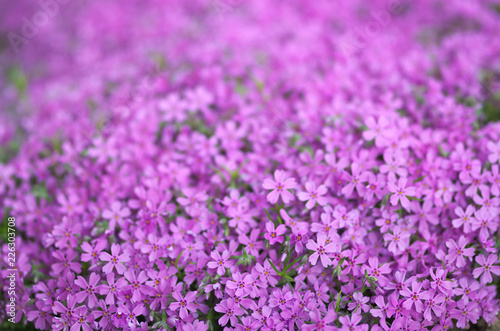 Field of purple flowers, violet background