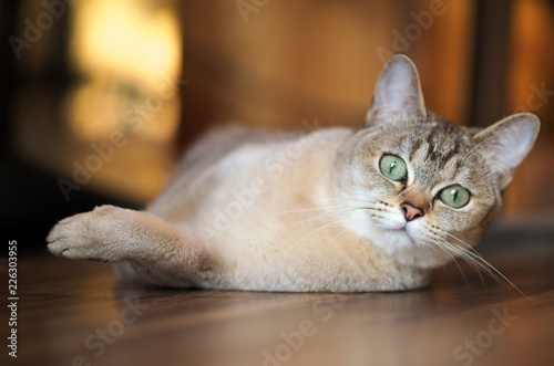 Fotografie Portrait of lying Burmilla cat