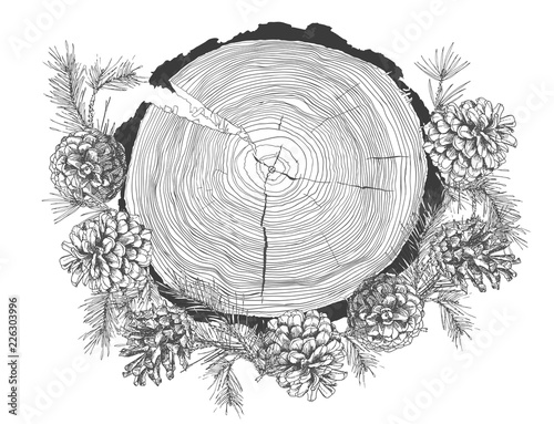 Realistic Botanical ink sketch of fir tree branches with pine cone and tree growth rings trunk isolated on white background.