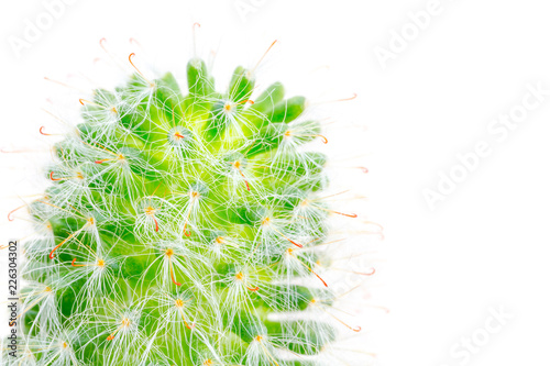 Close-Up castus on white background photo