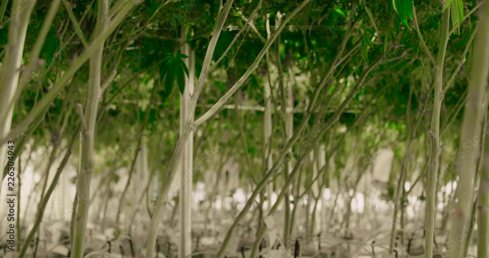 View Under Cannabis Plants Commercial Grow Operation