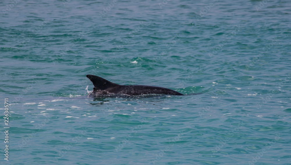 Fototapeta premium Dolphin near the beach