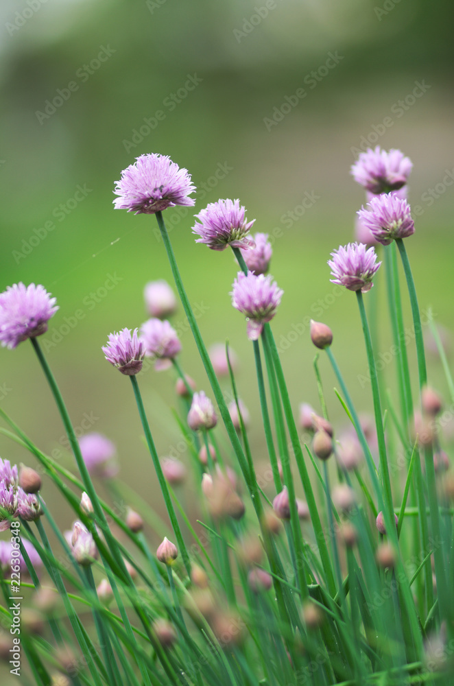 A pink flowers of chives, Allium schoenoprasum A pink flowers of chives, Allium schoenoprasum