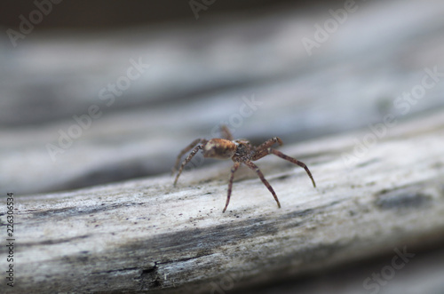 Macro photo of spider © SynchR