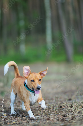 Running jack russel terrier, dog.
