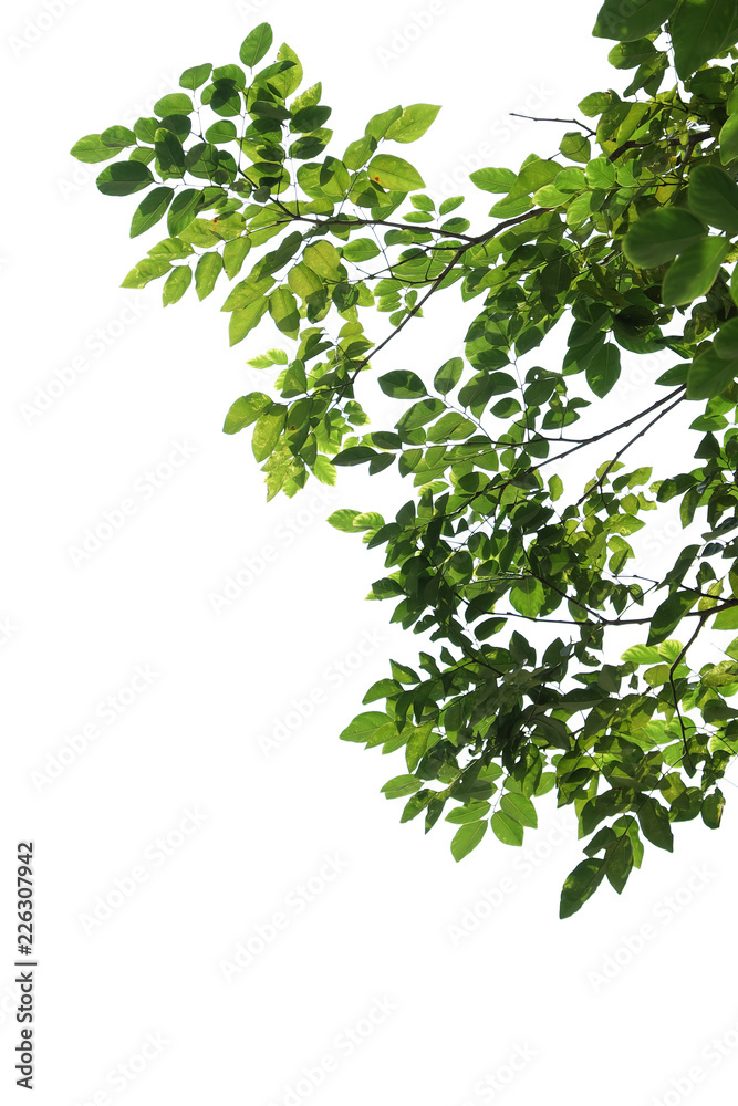 tree branch isolated tree branch isolated