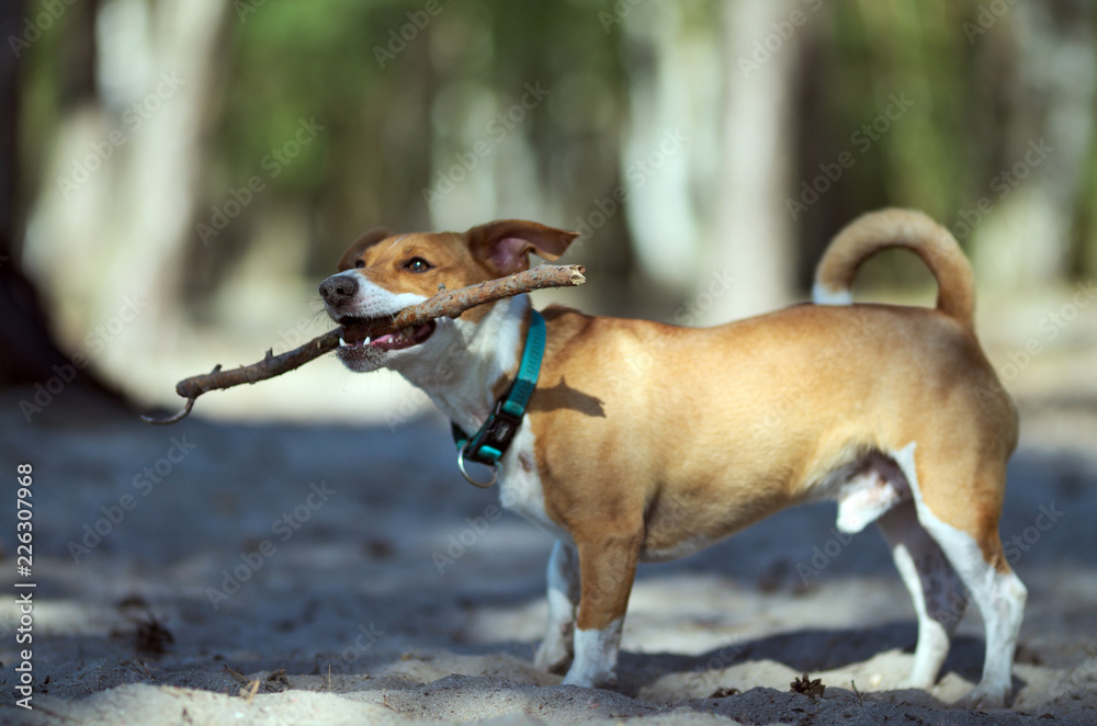 Standing dog with stick