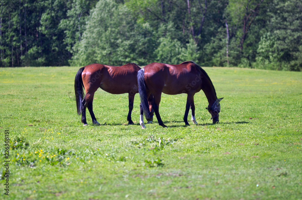 Two horses on the field Two horses on the field