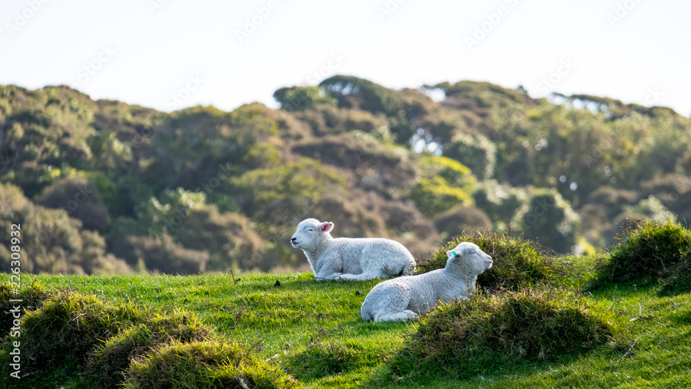 Naklejka premium A sheep grazing on the green farm. Fresh sunny with a warm light day.