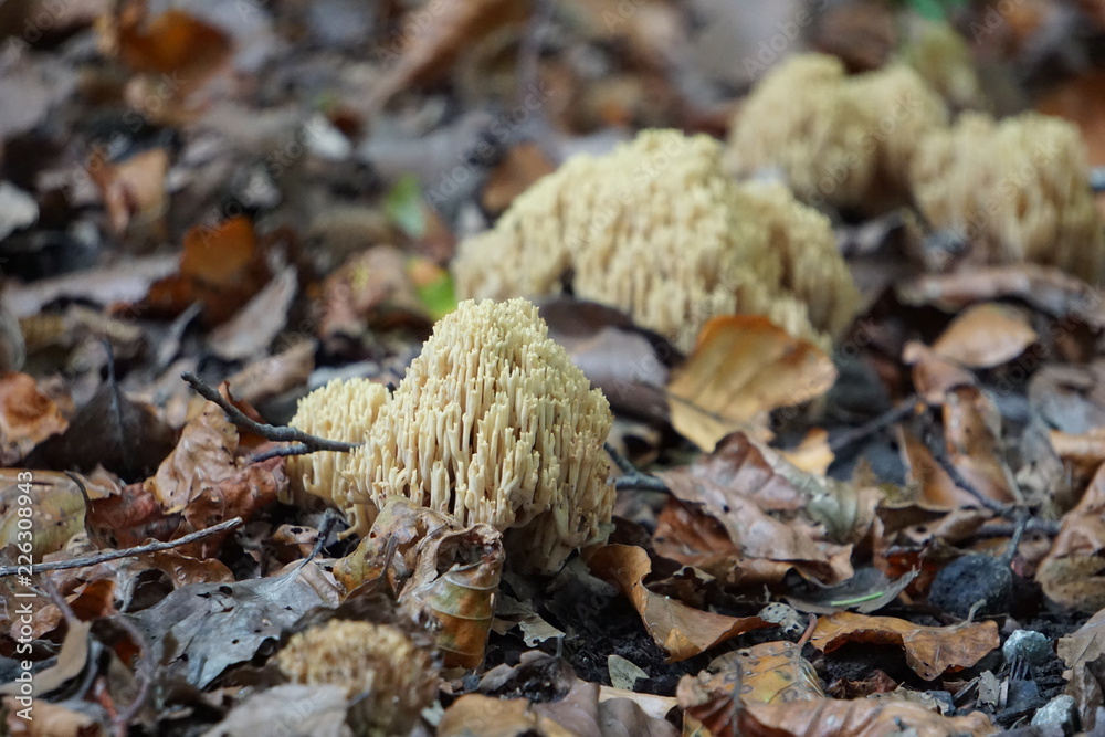 Pilze Pilze