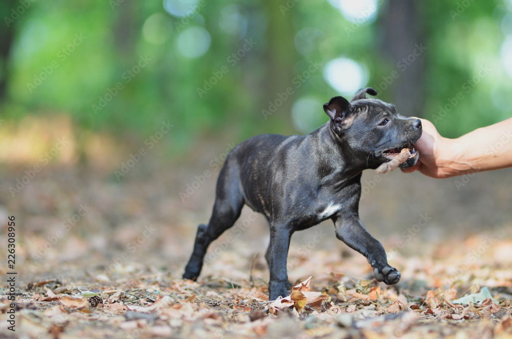 Walking staffordshire bull terrier dog with stick