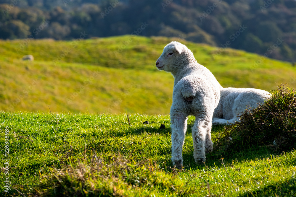 A sheep grazing on the green farm. Fresh sunny with a warm light day. A sheep grazing on the green farm. Fresh sunny with a warm light day.