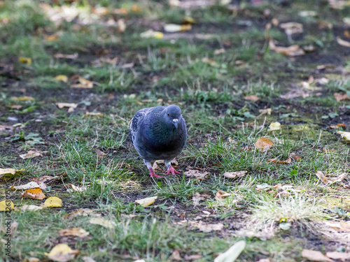 Gołąb w Parku Łazienkowskim, Warszawa, Polska #226309516