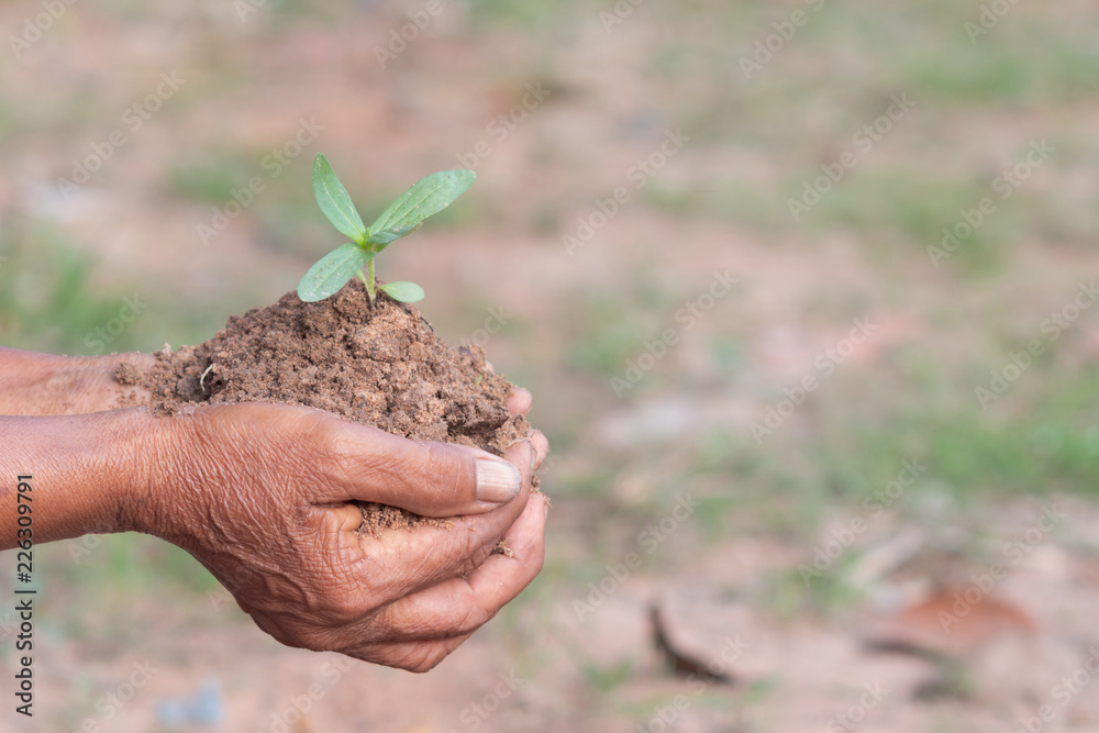 small plants and soil in old hands with bokeh and blurred small plants and soil in old hands with bokeh and blurred