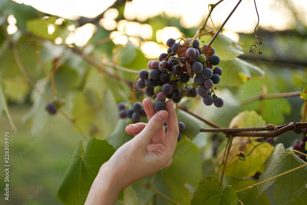 grapes in hand and green leaves