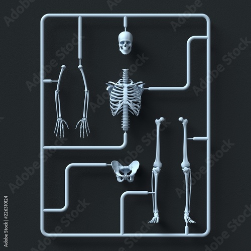 Model skeleton kit, illustration