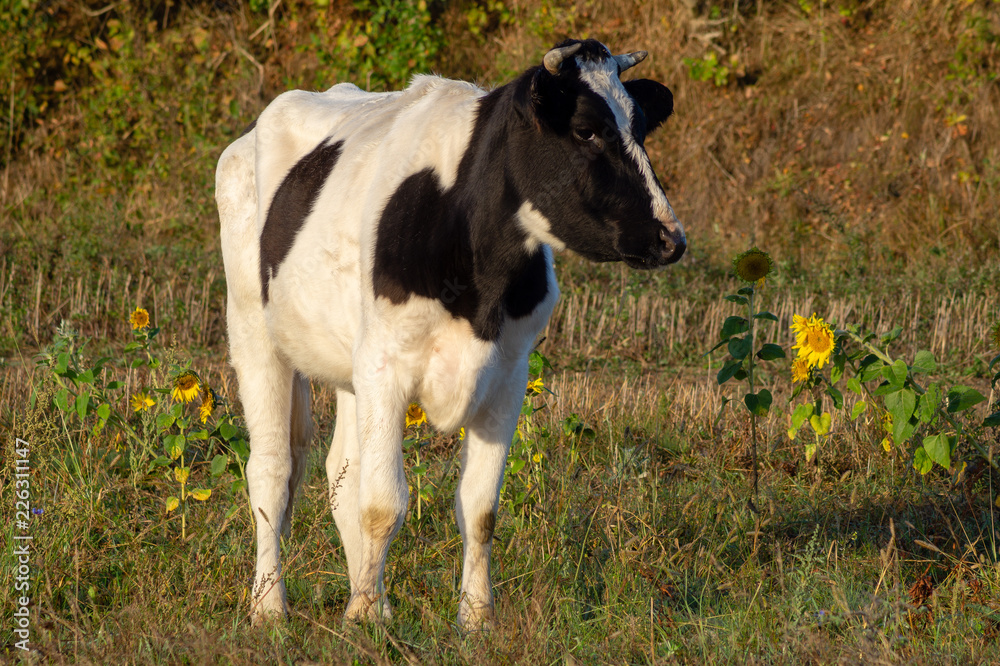 young, black and white heifer in the pasture young, black and white heifer in the pasture