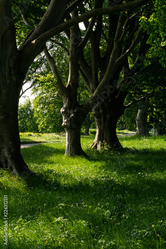 common beech trees in a row on the B3082, badbury rings dorset, England