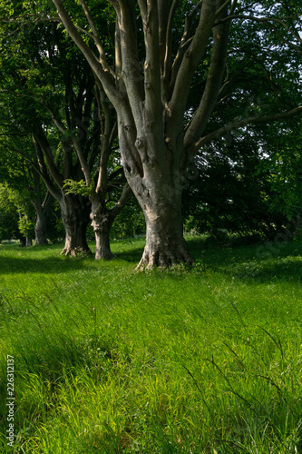 common beech trees in a row on the B3082, badbury rings dorset, England photo