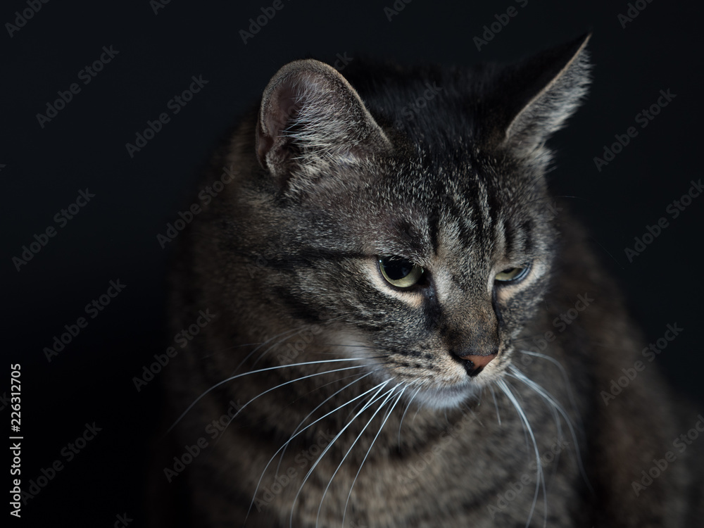 Portrait of a serious cat on a black background