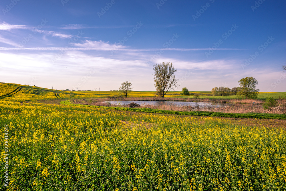 Obraz premium Rapsfeld in der Uckermark