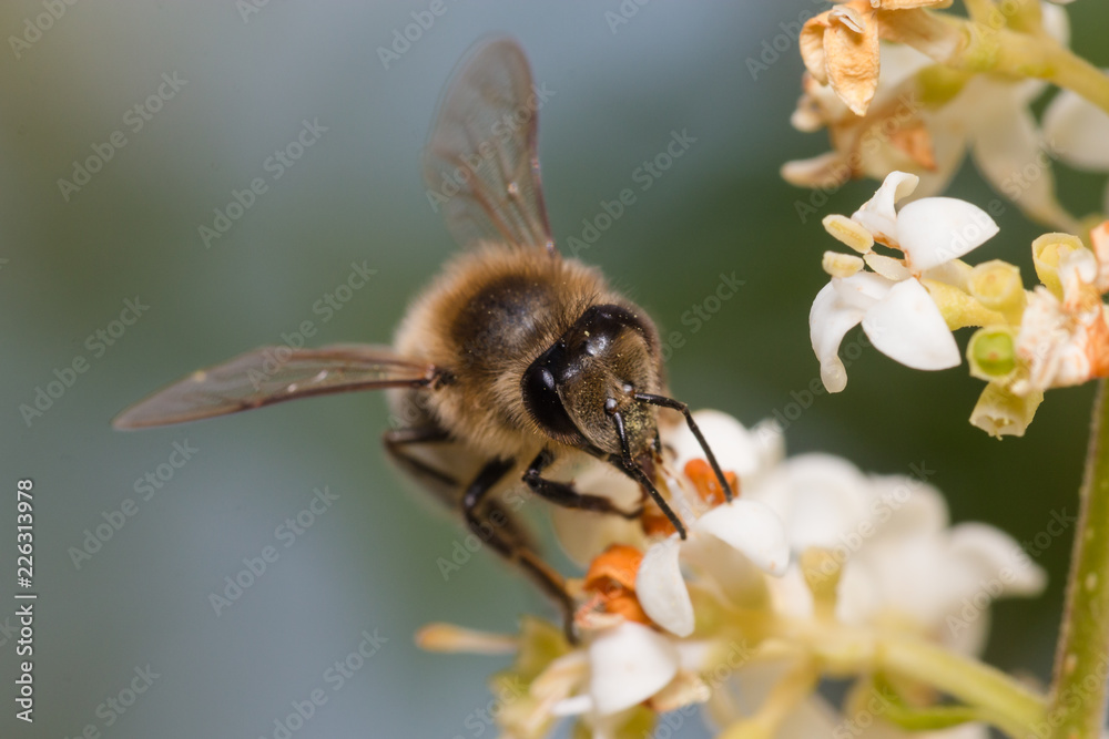 bee on flower