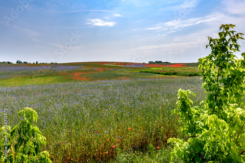 Mohn und Kornblumen Feld in der Uckermark photo