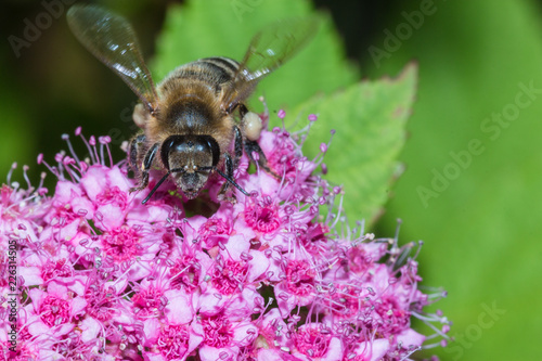 bee on flower