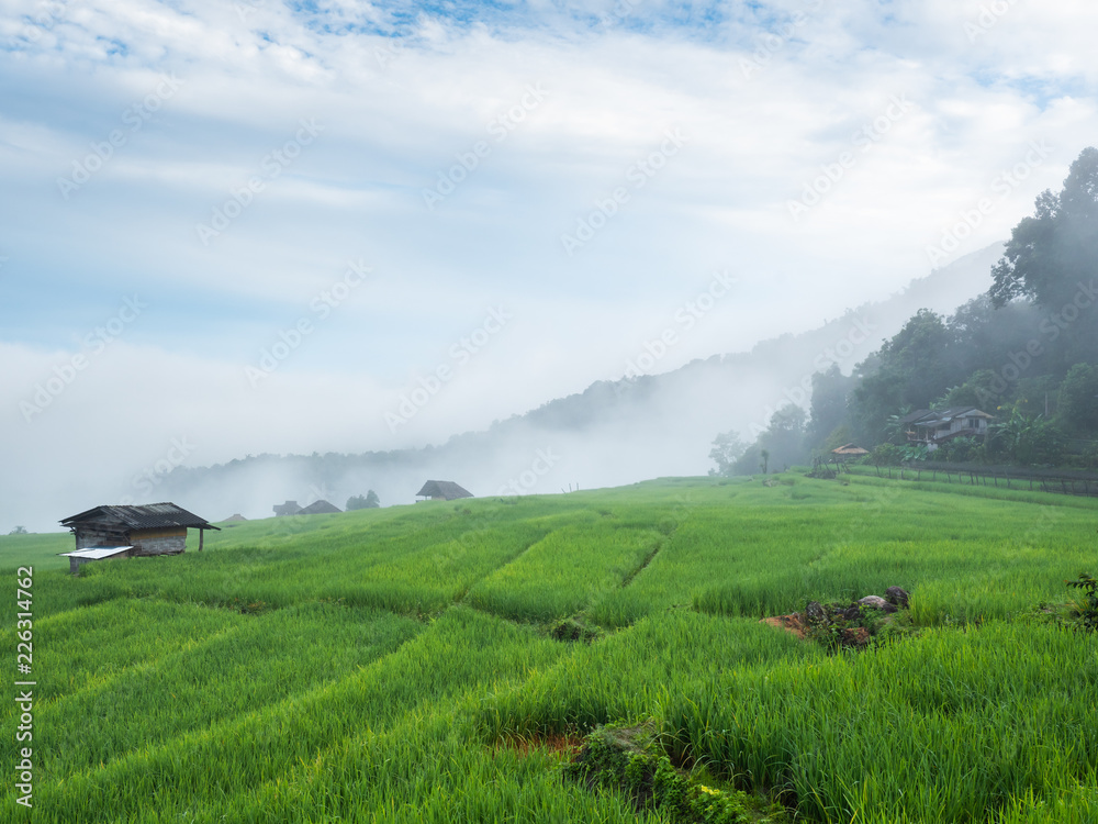 field rice in Asia